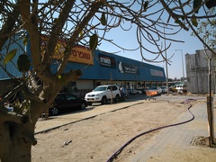 Israel-shop-tree-earth